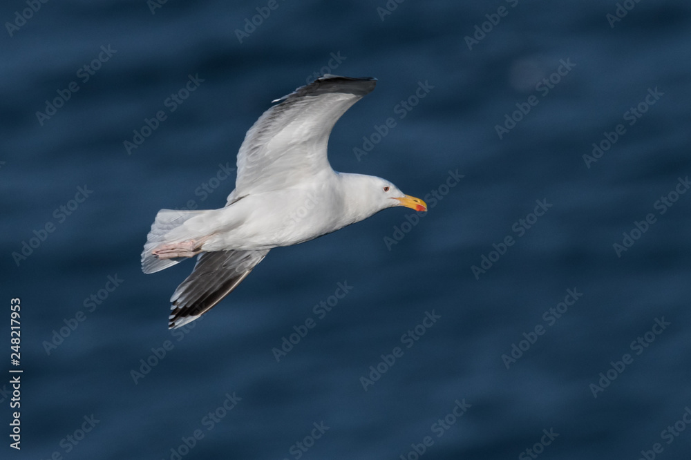 Great black-backed gulls, Larus marinus, in flight over see Great black-backed gulls, Larus marinus, in flight over see