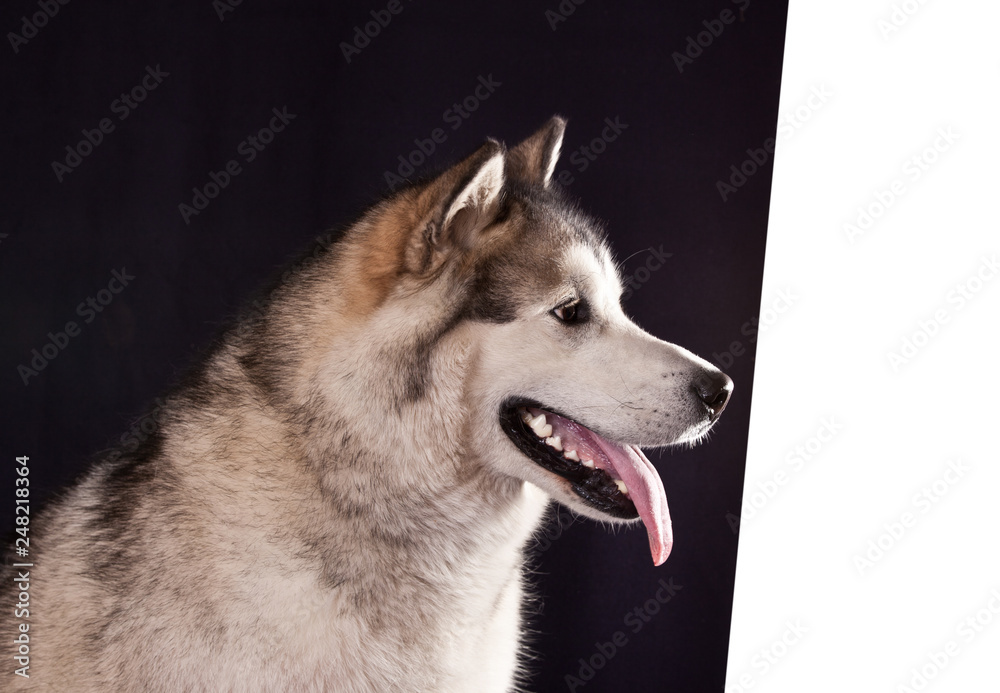 Dog breed Alaskan Malamute portrait in profile  on a black and white background