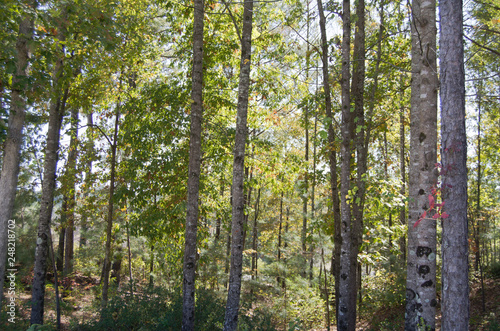 trees in the forest