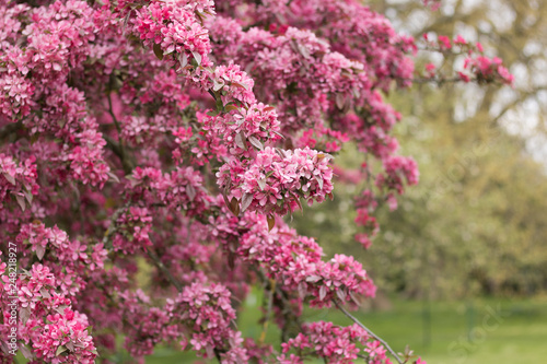 Pink Beautiful Blossom Branches of Apple Tree or Cherry Blossom are on Blurred Green Background of Garden with Copy Space. Concept  Springtime   Spring Flowers. 
