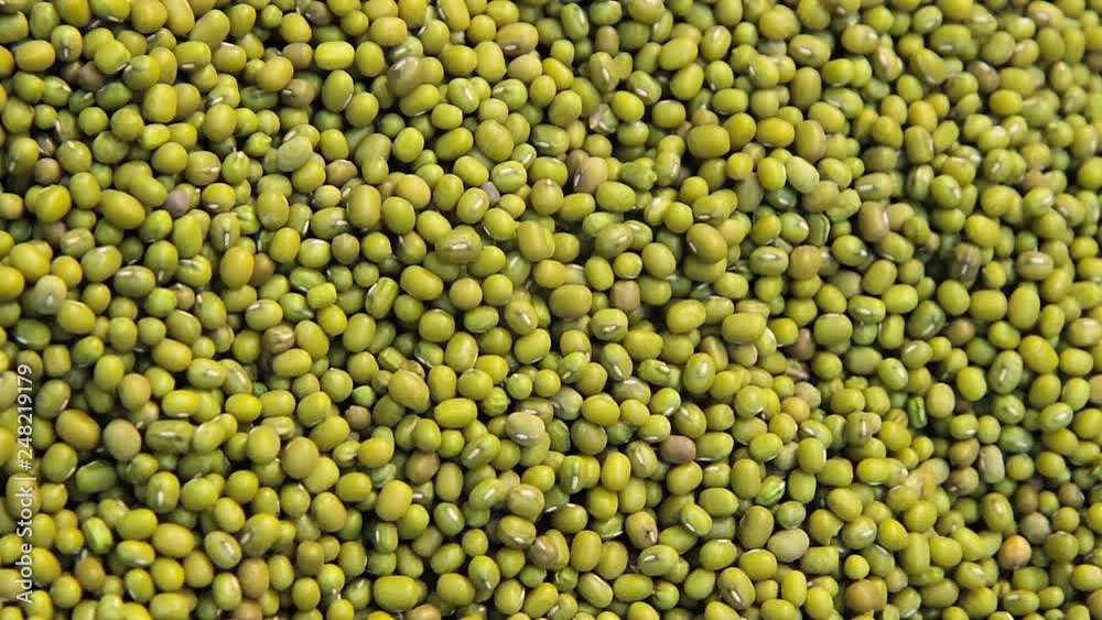 Natural green lentils . Mung beans close up Natural green lentils . Mung beans close up