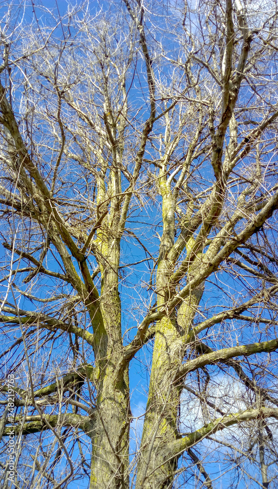 Arbol natural centenario sin hojas con cielo azul Arbol natural centenario sin hojas con cielo azul