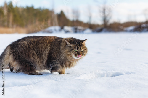 Evil fluffy cat in winter snow licking