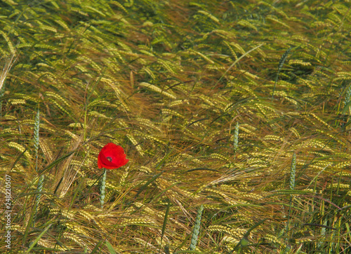 Roter Mohn im Gerstenfeld photo