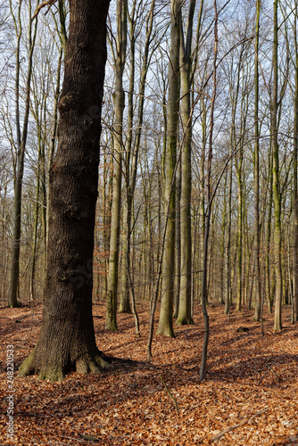 Wallpaper Mural Stieleiche (Quercus robur) im Rotbuchenwald (Fagus silvatica), Hülser Bruch, Krefeld, NRW, Deutschland, Europa Torontodigital.ca
