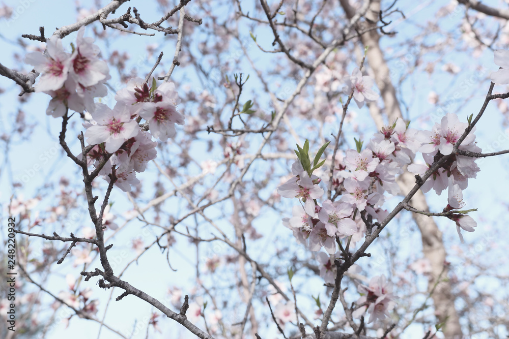 background of spring cherry blossoms tree. selective focus. background of spring cherry blossoms tree. selective focus.