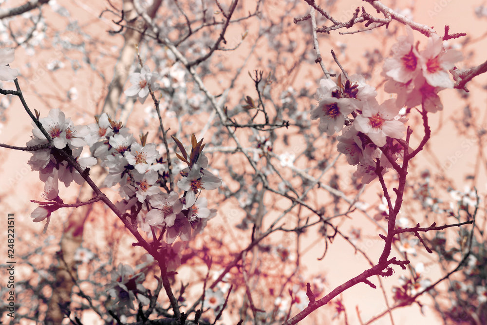 background of spring cherry blossoms tree. selective focus. background of spring cherry blossoms tree. selective focus.