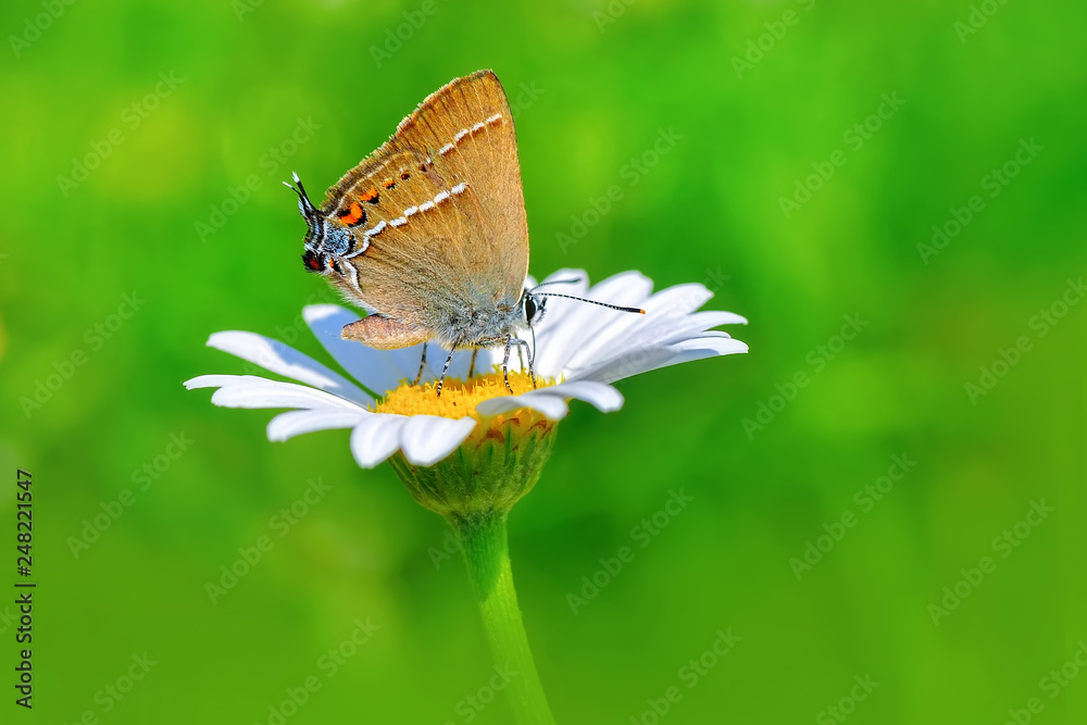 Closeup beautiful butterfly sitting on flower Closeup beautiful butterfly sitting on flower