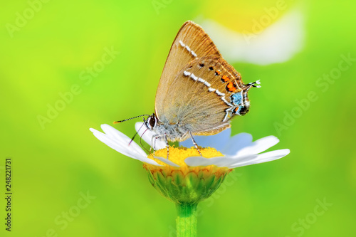 Closeup beautiful butterfly sitting on flower