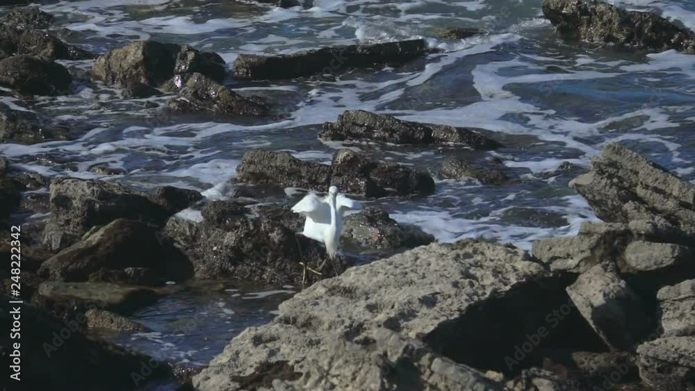 Seabird White heron Sea wading bird flying Seabird White heron Sea wading bird flying