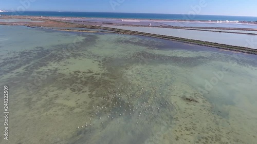 Flamingo over salt lake. Flying drone over a salt lake in Spain near the city of Torrevieja. Flamingo in the wild. photo