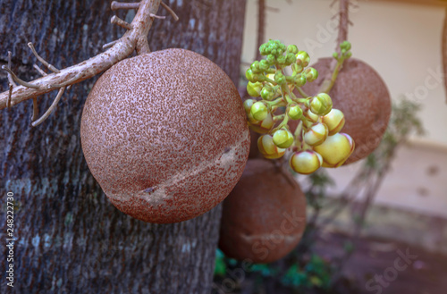 Cannonball tree at Surin,Thailand.Couroupita guianensis Aubl.  photo