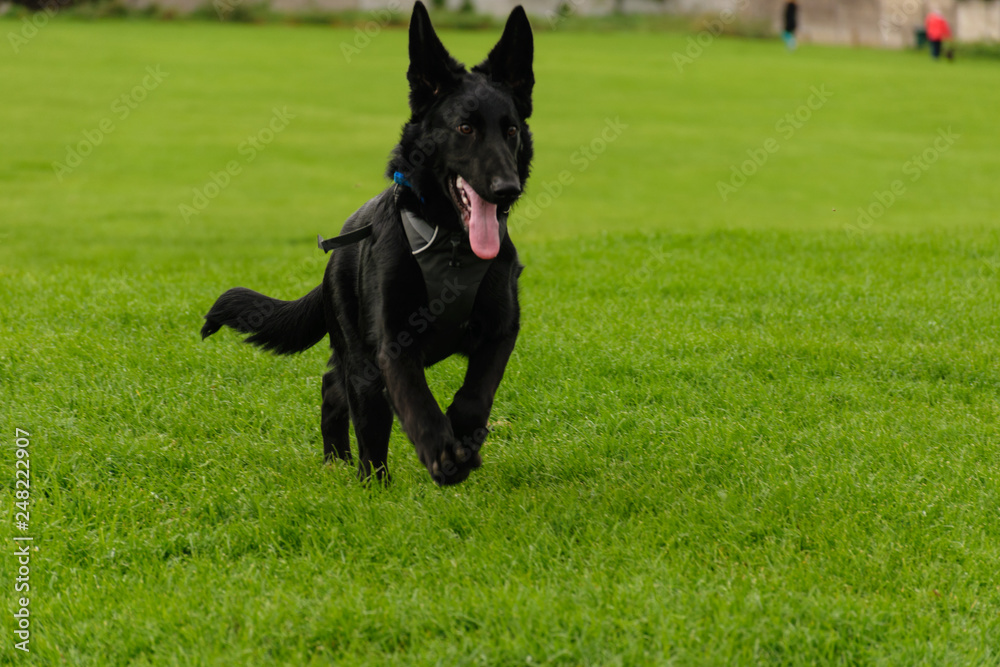 Running black shepherd dog