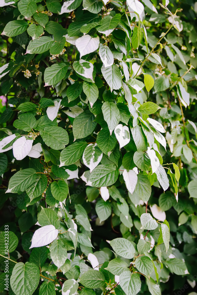 Fototapeta premium White and green leaves of creeper Actinidia kolomikta, Actinidiaceae or variegated-leaf hardy kiwi
