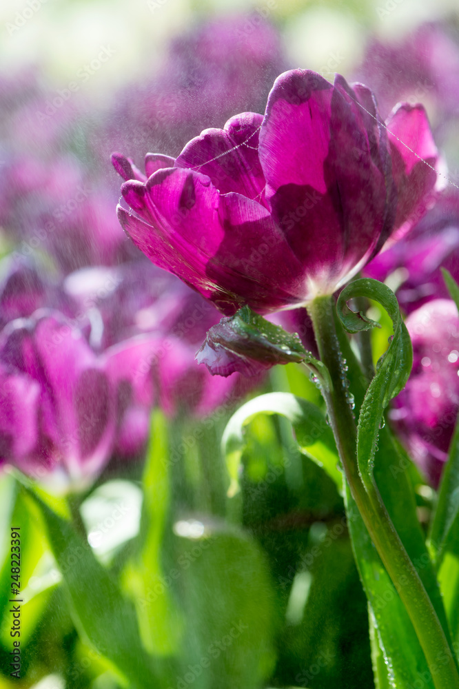 beautiful bright purple tulip in the garden fresh with springer water beautiful bright purple tulip in the garden fresh with springer water
