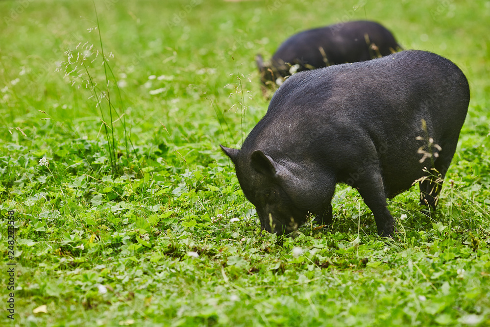 Cute fat pot-bellied pigs on free meadow of private farm Cute fat pot-bellied pigs on free meadow of private farm