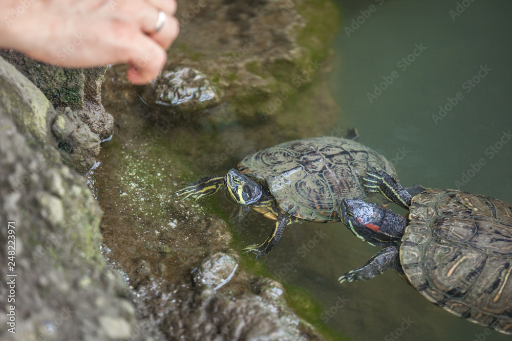 Obraz premium Turtles in Milans Sempione Park, animals, fauna