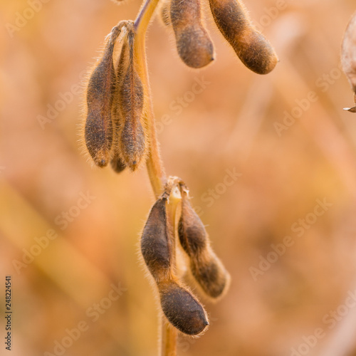  Ripe Soybean pods in field