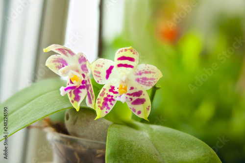 Beautiful rare orchid in pot on blurred background photo