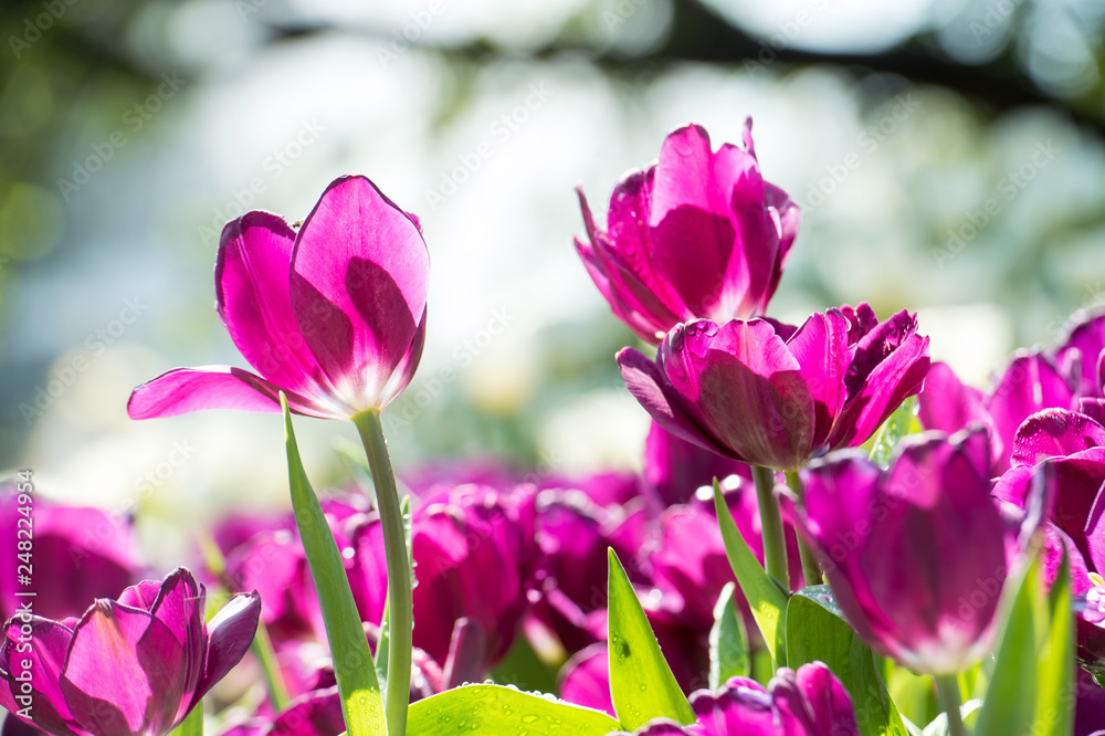 beautiful background backdrop with group of bright purple tulips in the garden