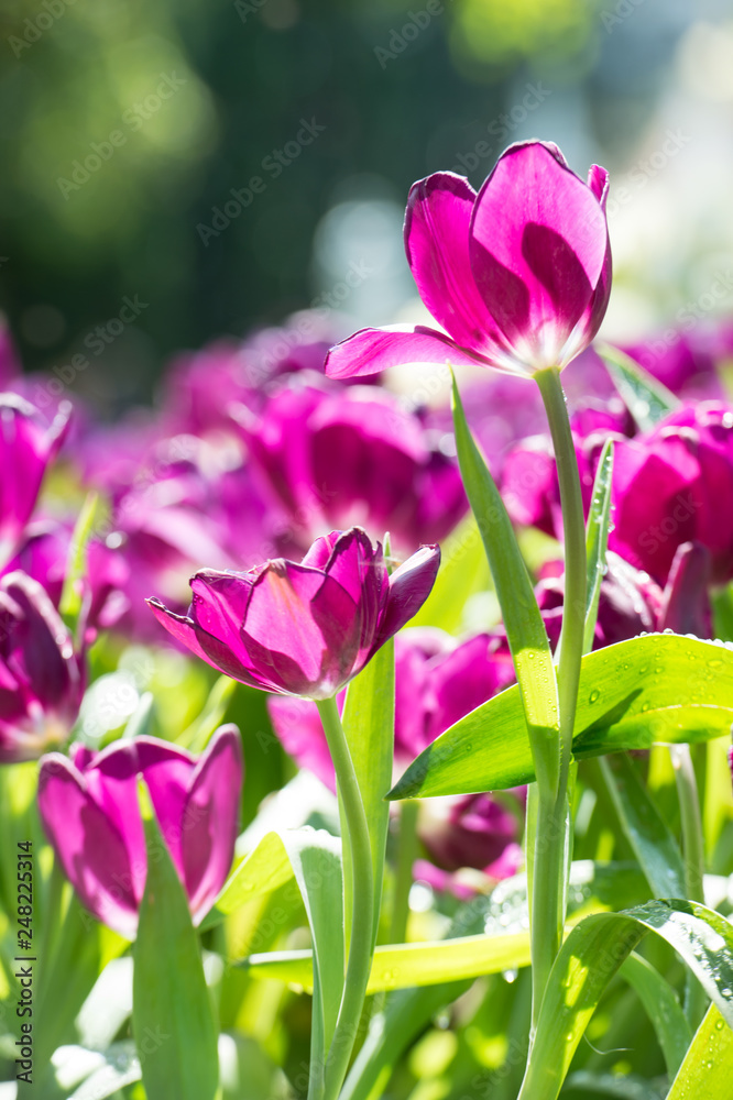 beautiful background backdrop with group of bright purple tulips in the garden beautiful background backdrop with group of bright purple tulips in the garden