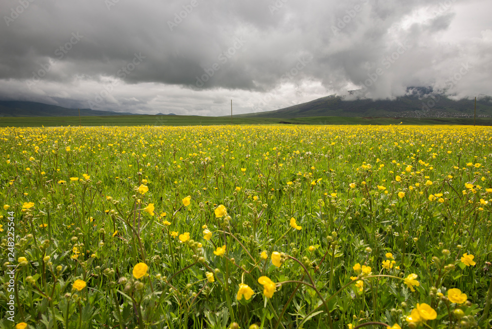 Fototapeta premium Green field and yellow flowers, rainy spring day.