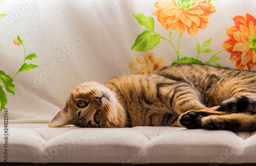 Gato miradas