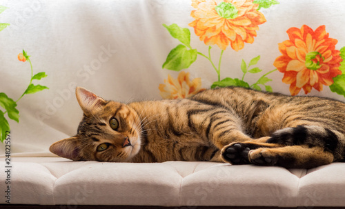 Gato descanzando
