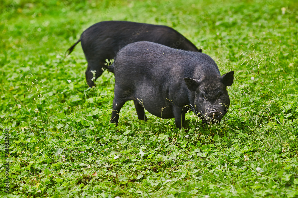 Cute fat pot-bellied pigs on free meadow of private farm Cute fat pot-bellied pigs on free meadow of private farm