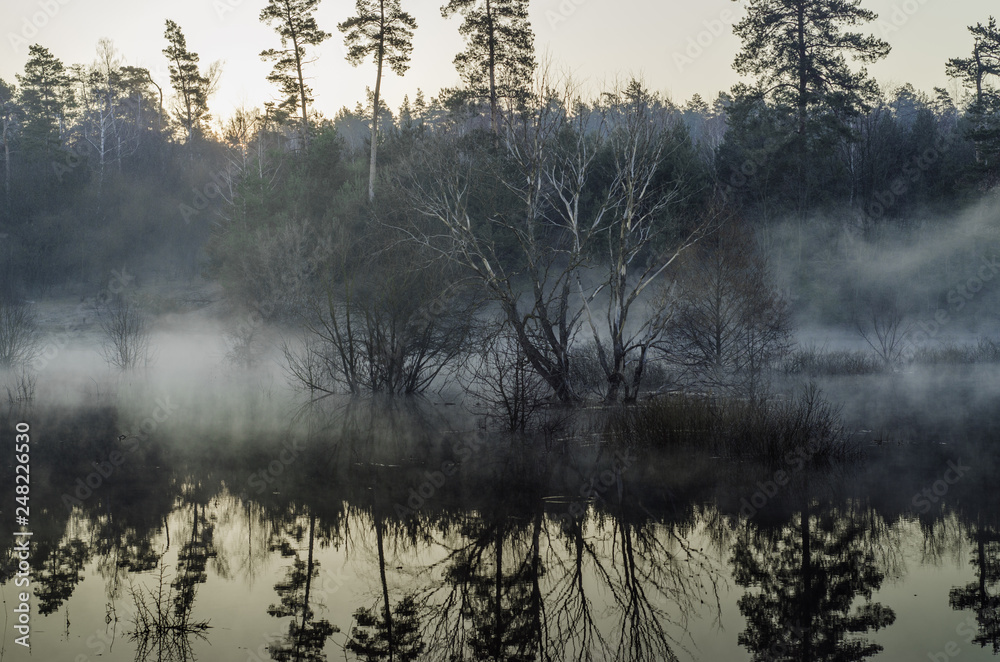 Fototapeta premium trees in the fog (horizontal)
