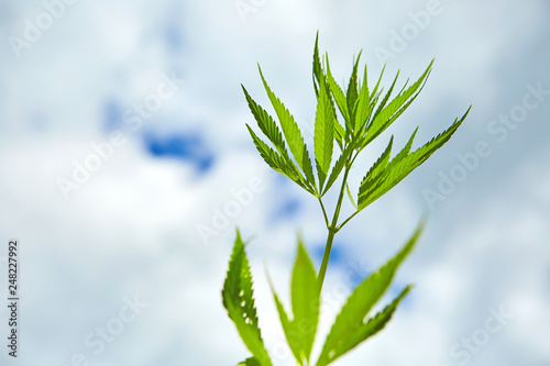 Fototapeta Naklejka Na Ścianę i Meble -  Young leaves of marijuana on sky background