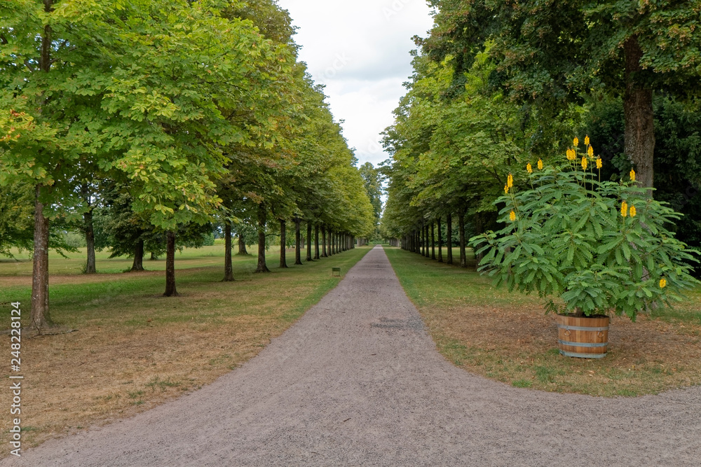 Avenue of deciduous trees in the park.