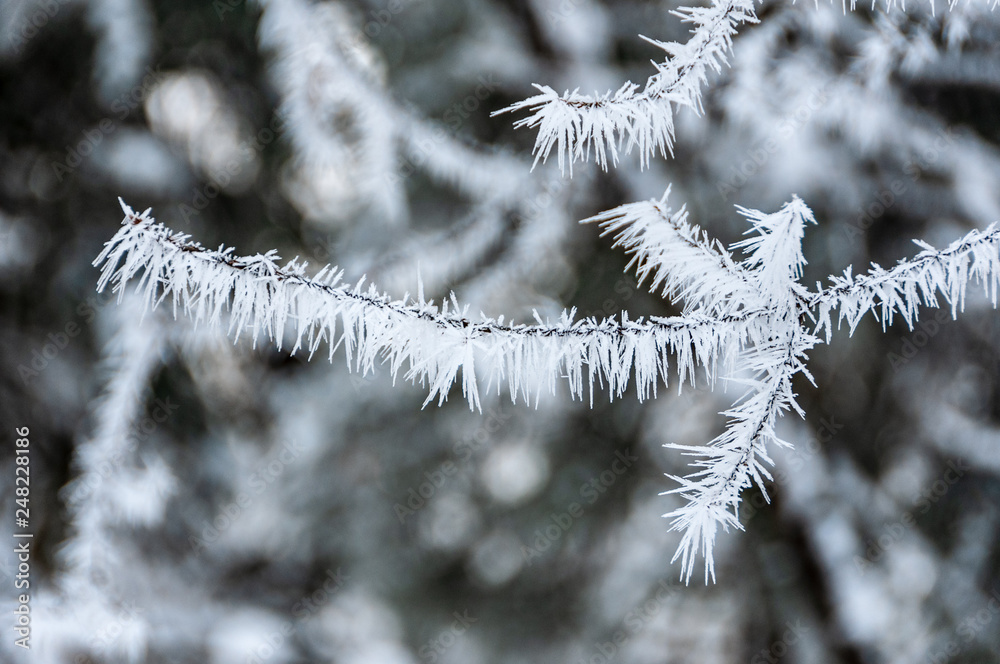 large ice crystals on branch
