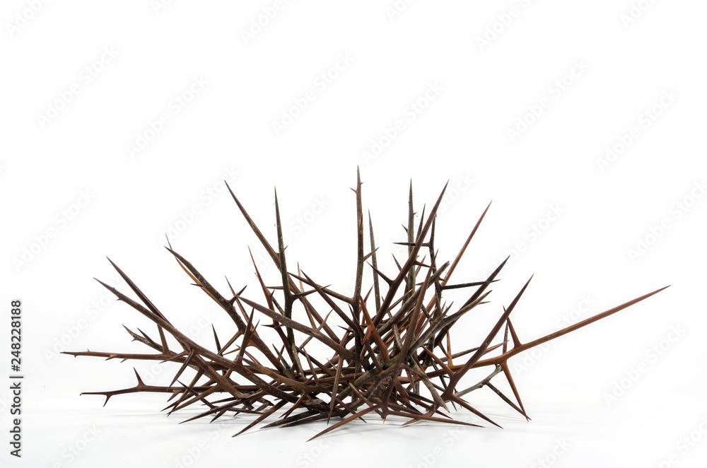 Spines of acacia (Gleditsia triacanthos). Spines of acacia (Gleditsia triacanthos).