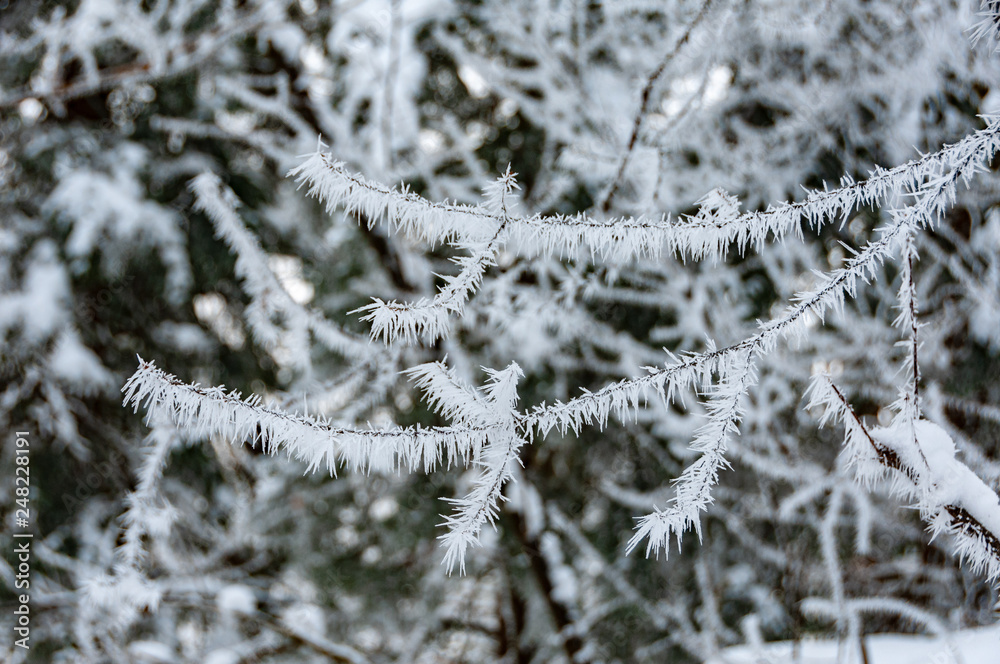 large ice crystals on branch