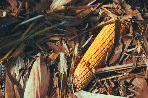 Ear of corn in field