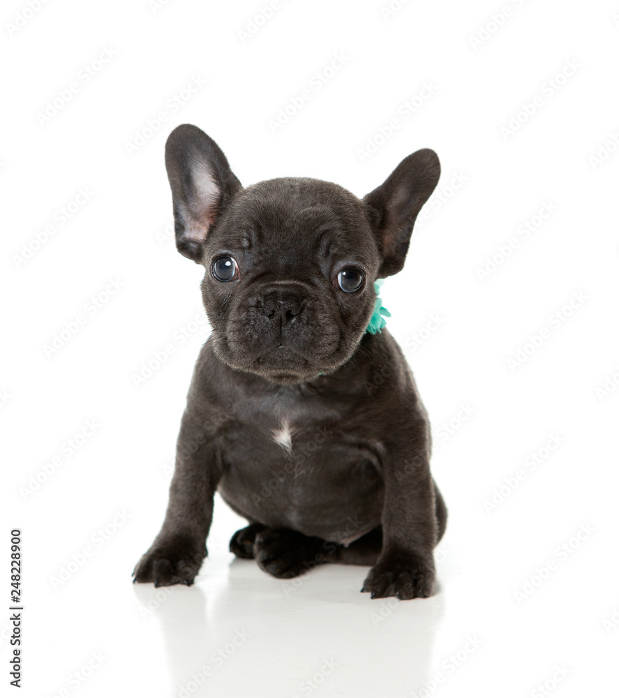 French bull dog puppy with a green bow sitting on a white background