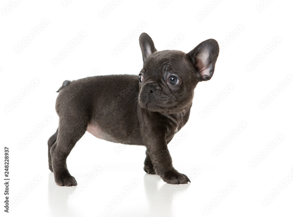 French bull dog puppy standing side ways on a white background