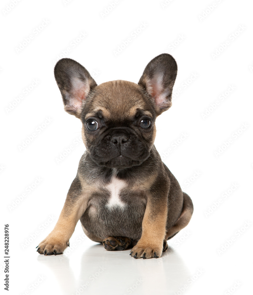 French bull dog puppy sitting on a white background