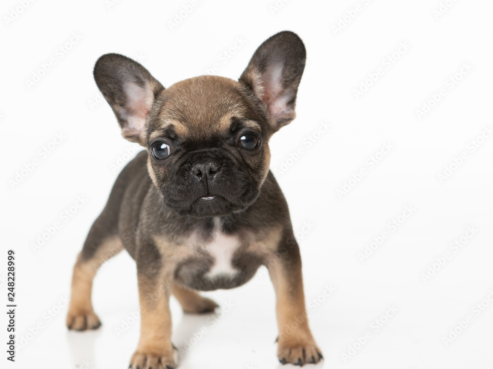 French bull dog puppy with a standing on a white background
