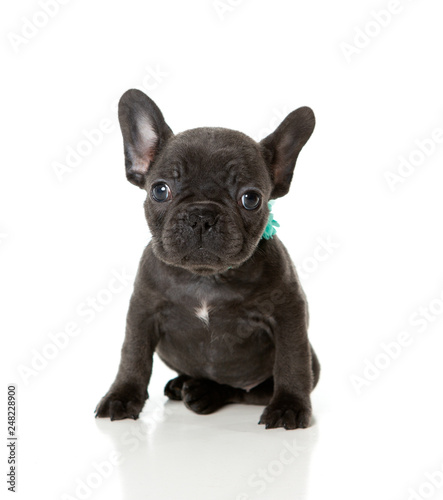 French bull dog puppy with a green bow sitting on a white background © Sherry Lemcke