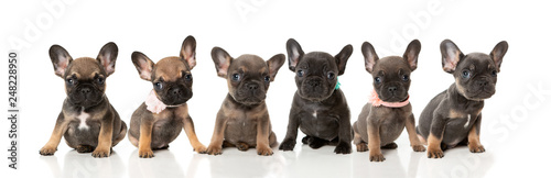 Fototapeta A litter of French bull dog puppies in a line on a white background