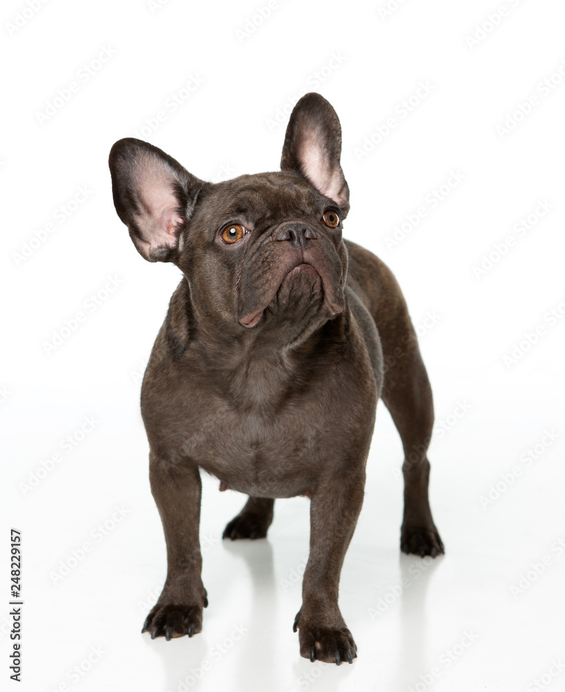 French bull dog standing on white background