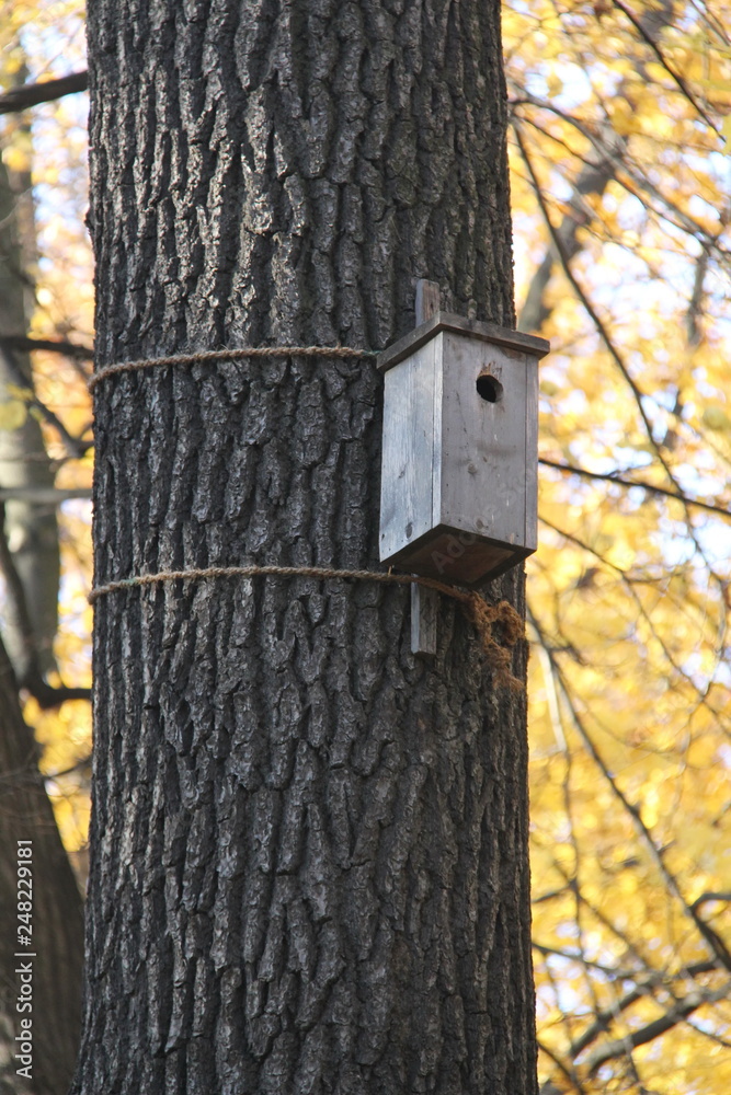Artificial house made of wood for wild birds made by man whist on a tree in autumn forest