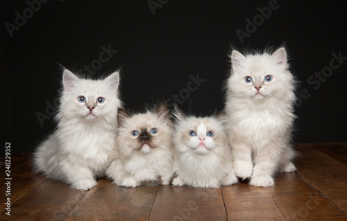 Photography Kitten
