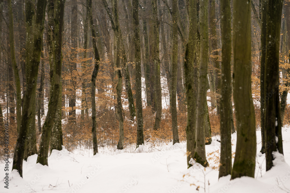 Hungarian forest in winter