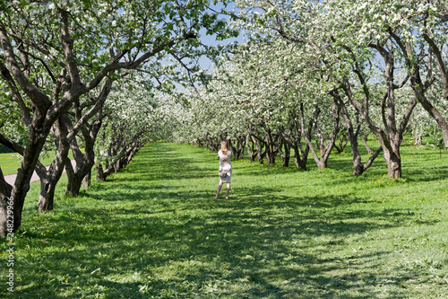 Fototapeta Naklejka Na Ścianę i Meble -  A lonely girl in a flowering old apple orchard.