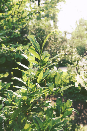 Natural green leaves background.