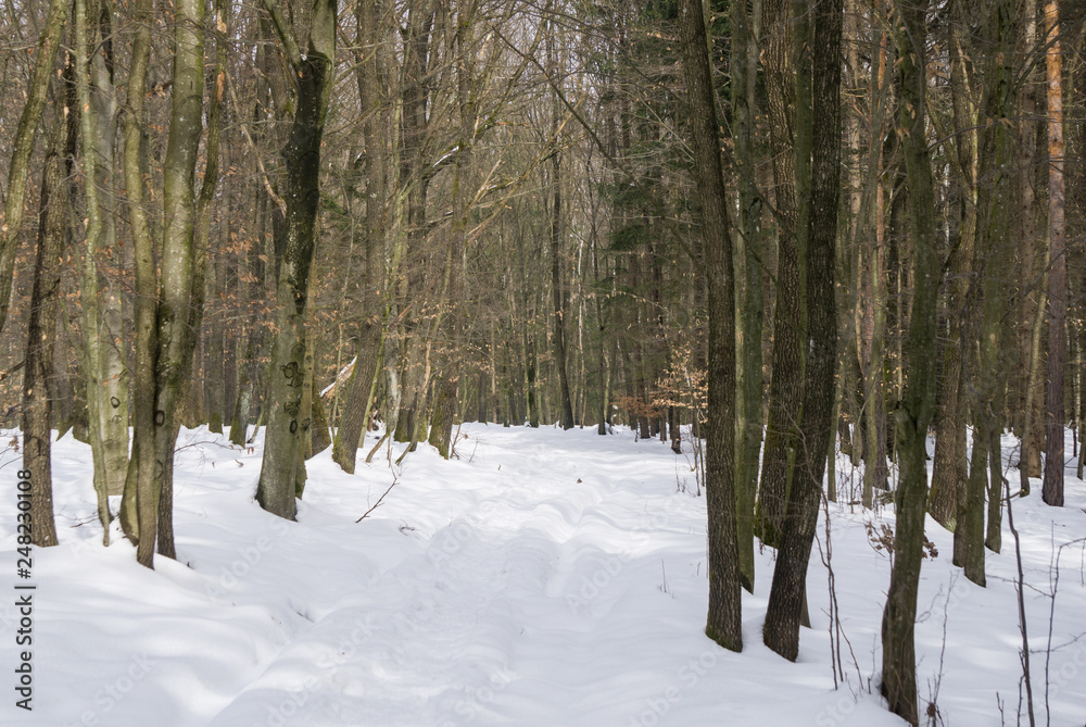 Path through the forest in winter