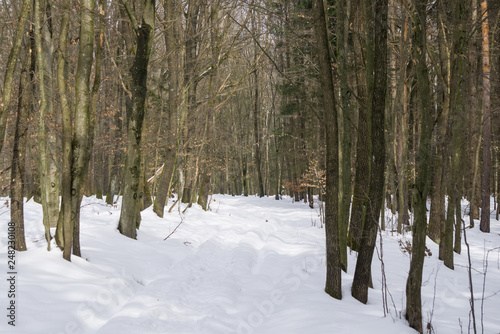 Path through the forest in winter © Emil